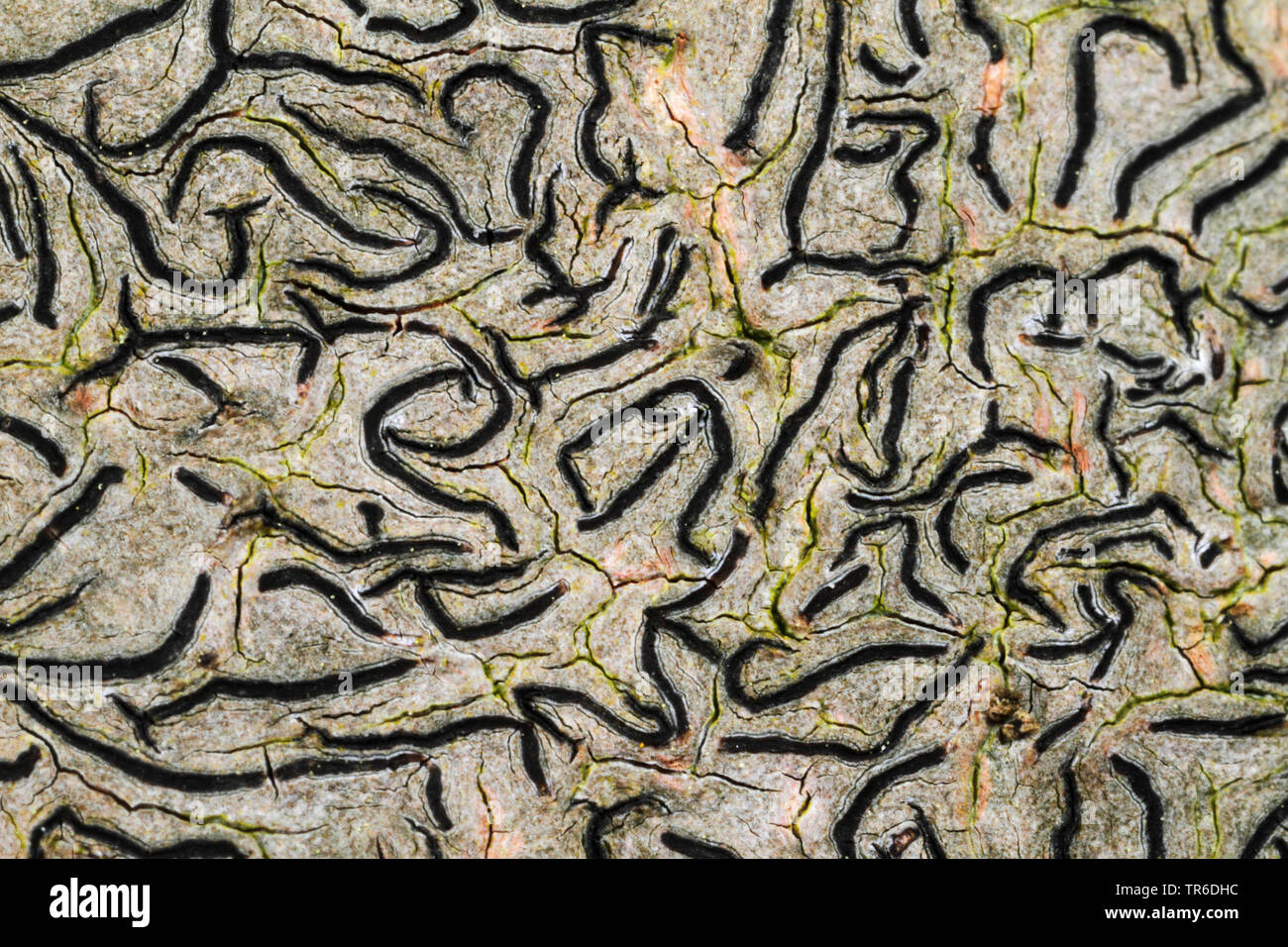 Script Script commun Lichen, lichen, lichen, Pencilmark l'écriture secrète, Lichen lichens crustacés (Graphis scripta), Allemagne Banque D'Images