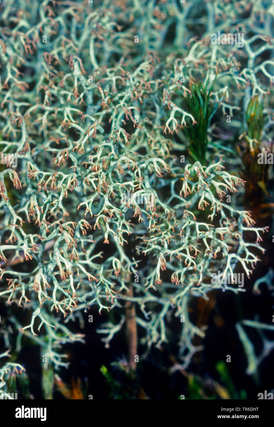 Lichen Cladonia arbuscula (coupe), Allemagne Banque D'Images