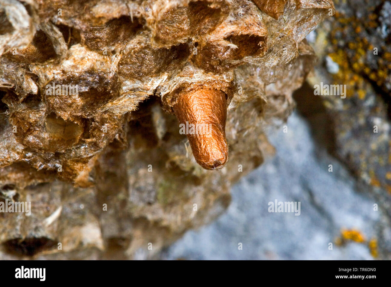 Mouche ichneumon (Latibulus argiolus, Endurus argiolus), Cocoon dans un nid de guêpes sur le terrain, Allemagne Banque D'Images