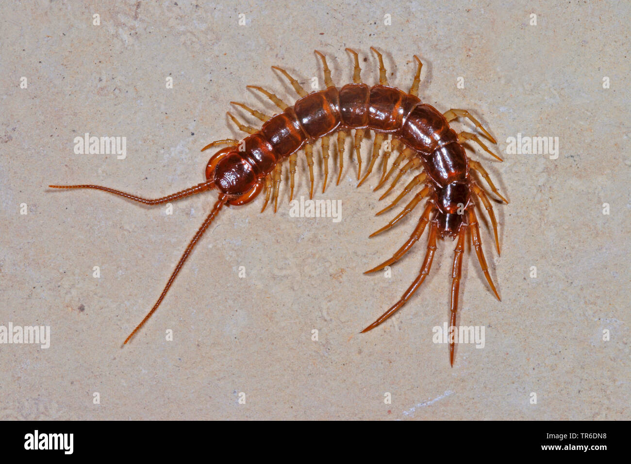 Jardin commun, centipede centipede centipede brun, Pierre (Lithobius forficatus), vue du dessus, Allemagne Banque D'Images