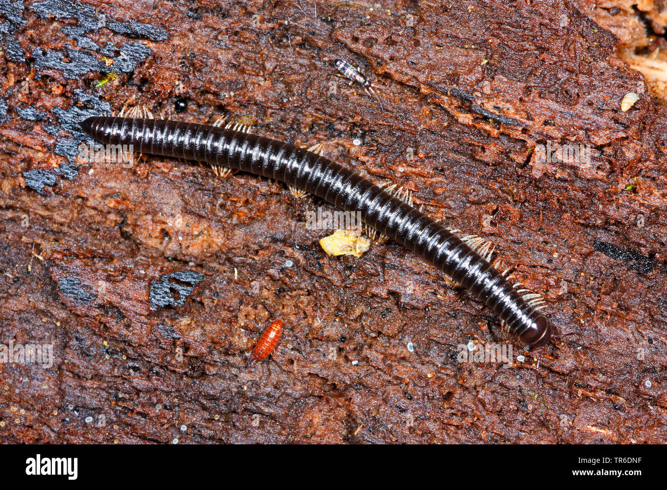 Serpent à pattes blanches mille-pattes, mille-pattes noires (Tachypodoiulus niger), vue du dessus, Allemagne Banque D'Images