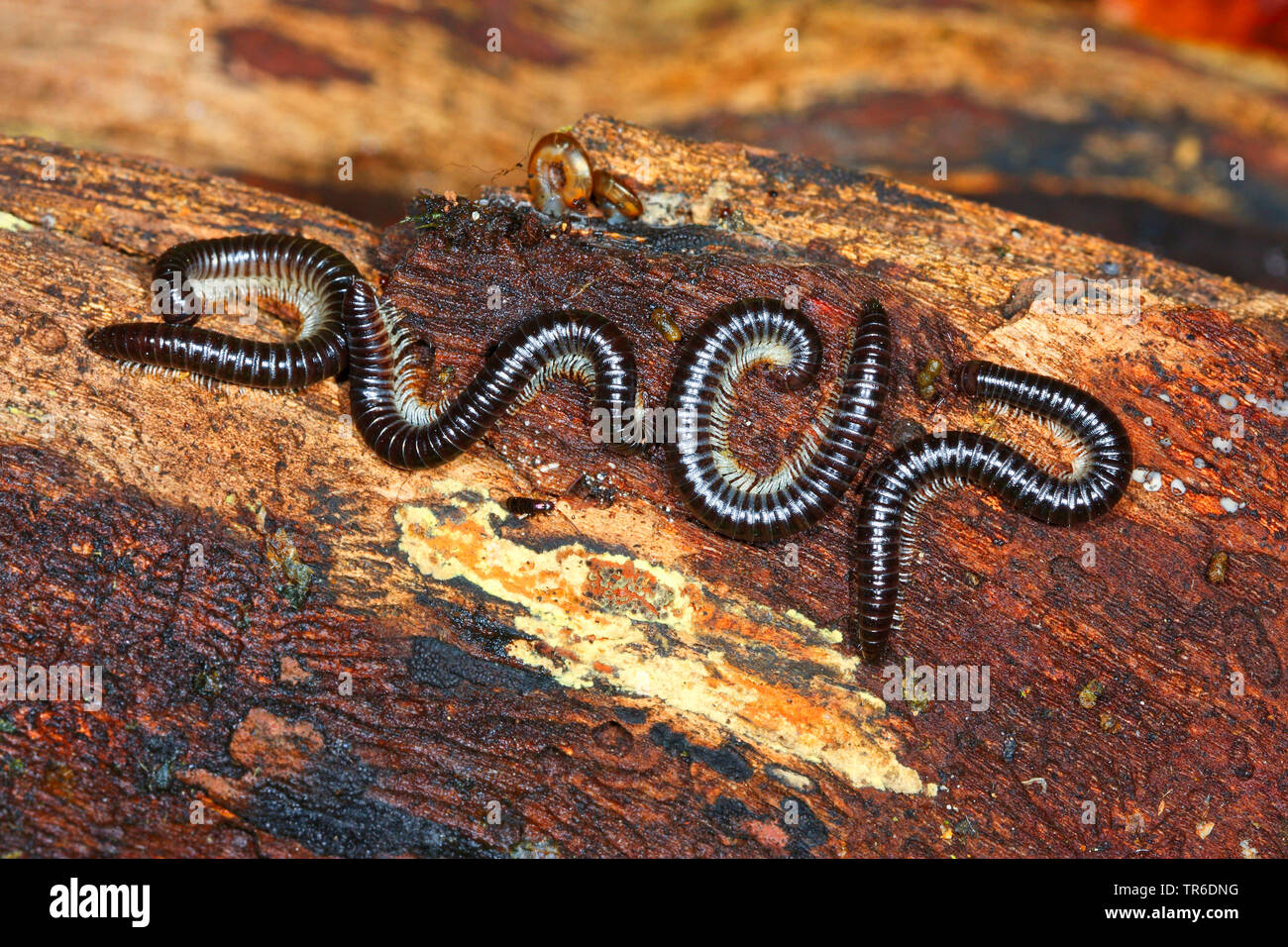 Serpent à pattes blanches mille-pattes, mille-pattes noires (Tachypodoiulus niger), vue du dessus, Allemagne Banque D'Images
