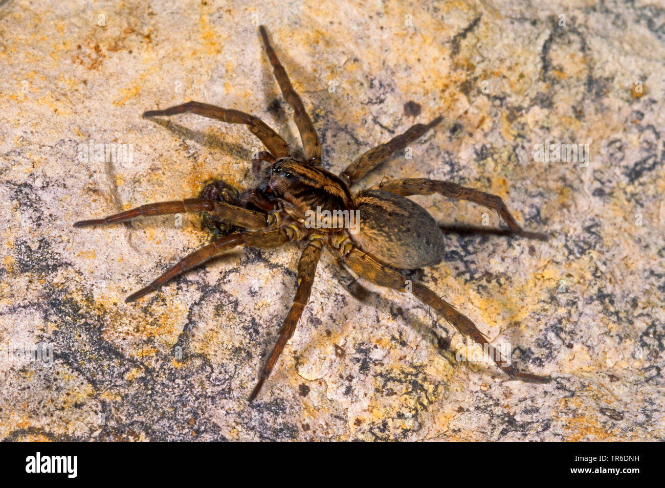 (Araignée-loup Trochosa ruricola), sur un rocher, Allemagne Banque D'Images