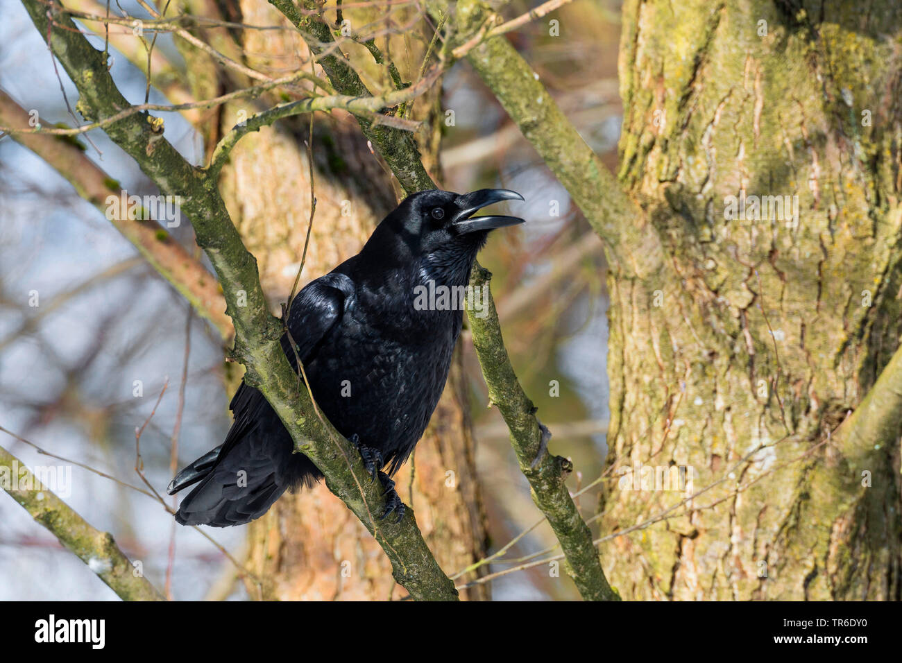 Grand corbeau (Corvus corax), assis sur un arbre, appelant, Allemagne Banque D'Images