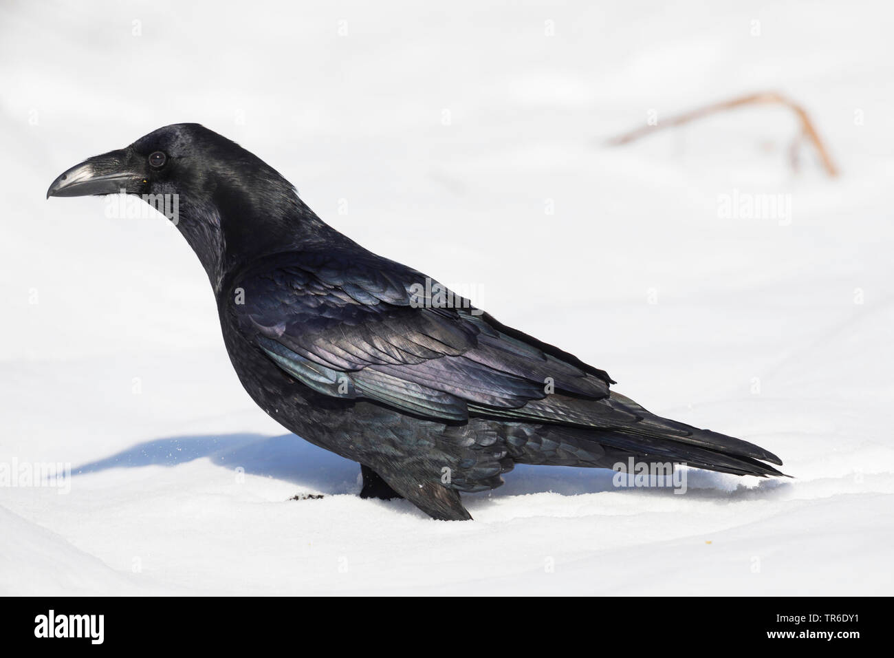 Allemagne corvus corax Banque de photographies et d’images à haute ...
