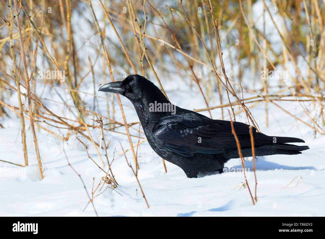 Grand corbeau (Corvus corax), sitting in snow, Allemagne Banque D'Images