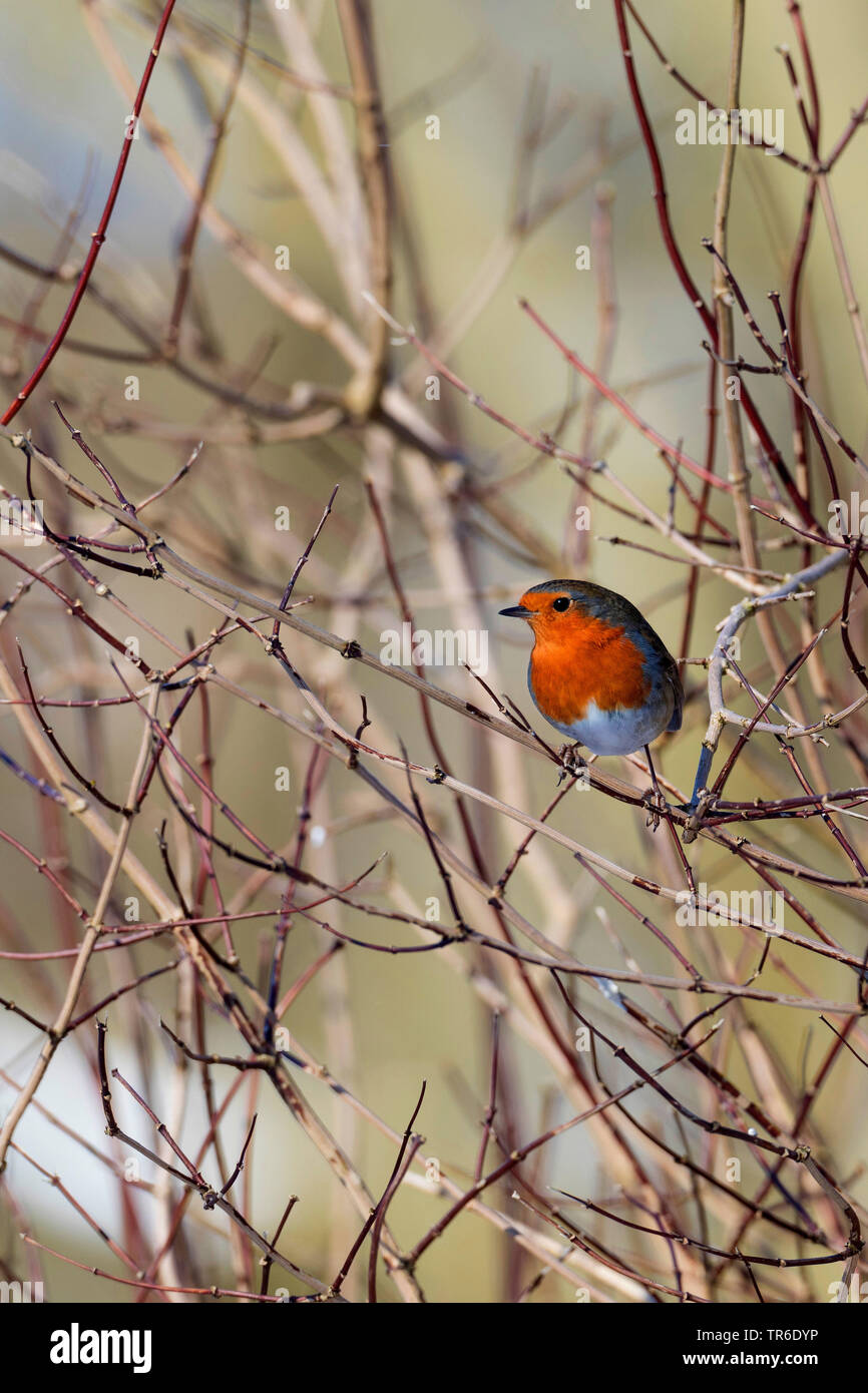 European robin (Erithacus rubecula aux abords), assis dans un buisson en hiver, Allemagne Banque D'Images