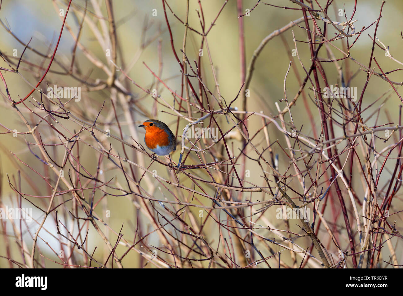 European robin (Erithacus rubecula aux abords), assis dans un buisson en hiver, Allemagne Banque D'Images