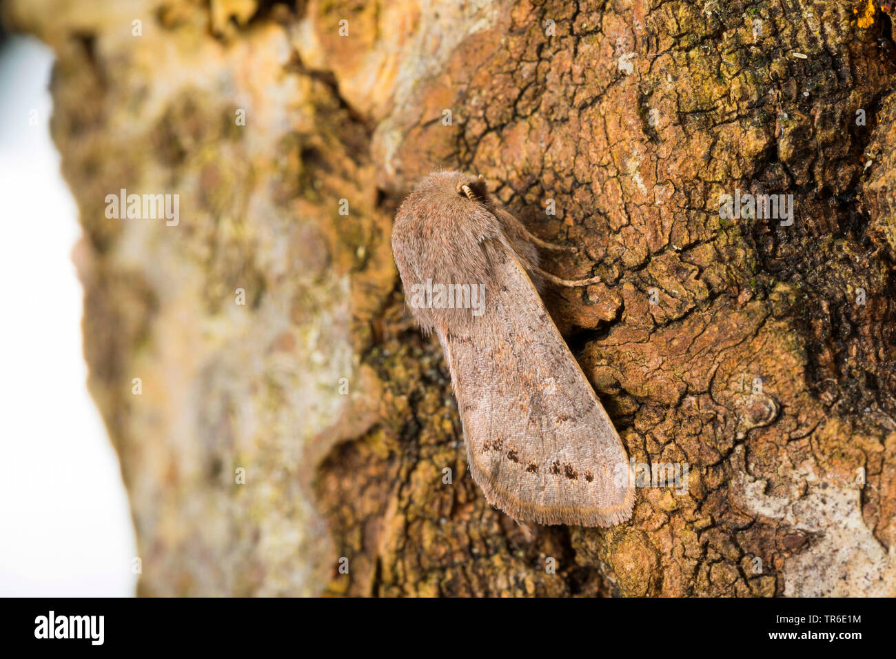 Terne couleur plomb (Orthosia populeti), imago à l'écorce, side view, Allemagne Banque D'Images
