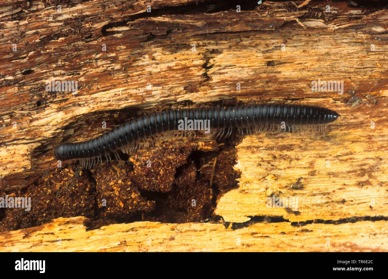 À pattes blanches millepede millepede noir, noir (Tachypodoiulus niger), sur le bois mort, Allemagne Banque D'Images