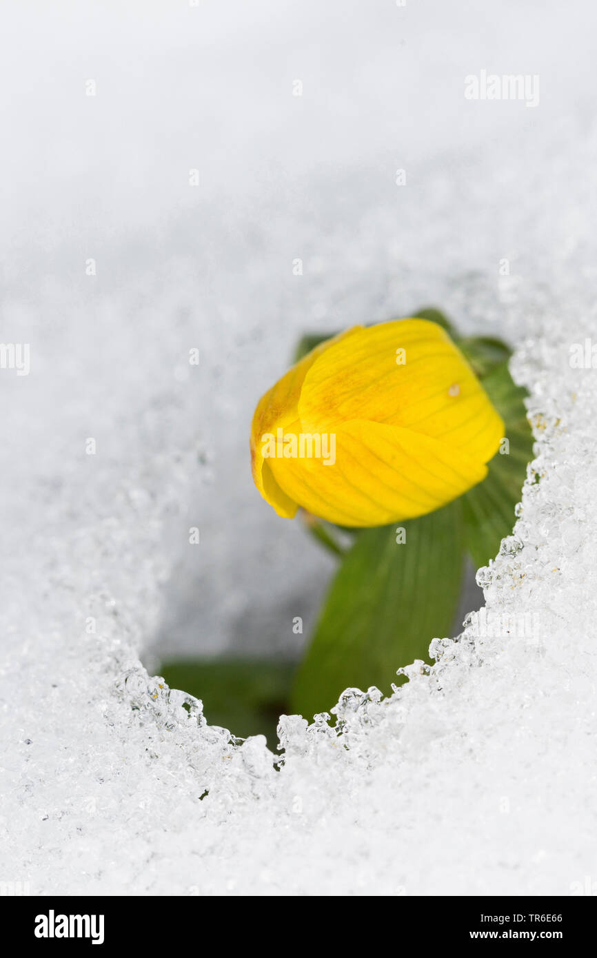 Aconit d'hiver (Eranthis hyemalis), fleurir dans la neige, Allemagne Banque D'Images
