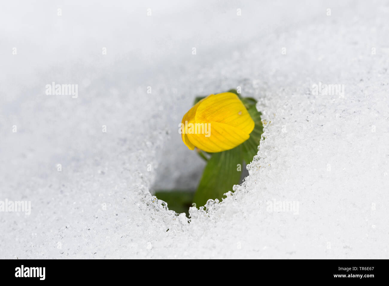 Aconit d'hiver (Eranthis hyemalis), fleurir dans la neige, Allemagne Banque D'Images