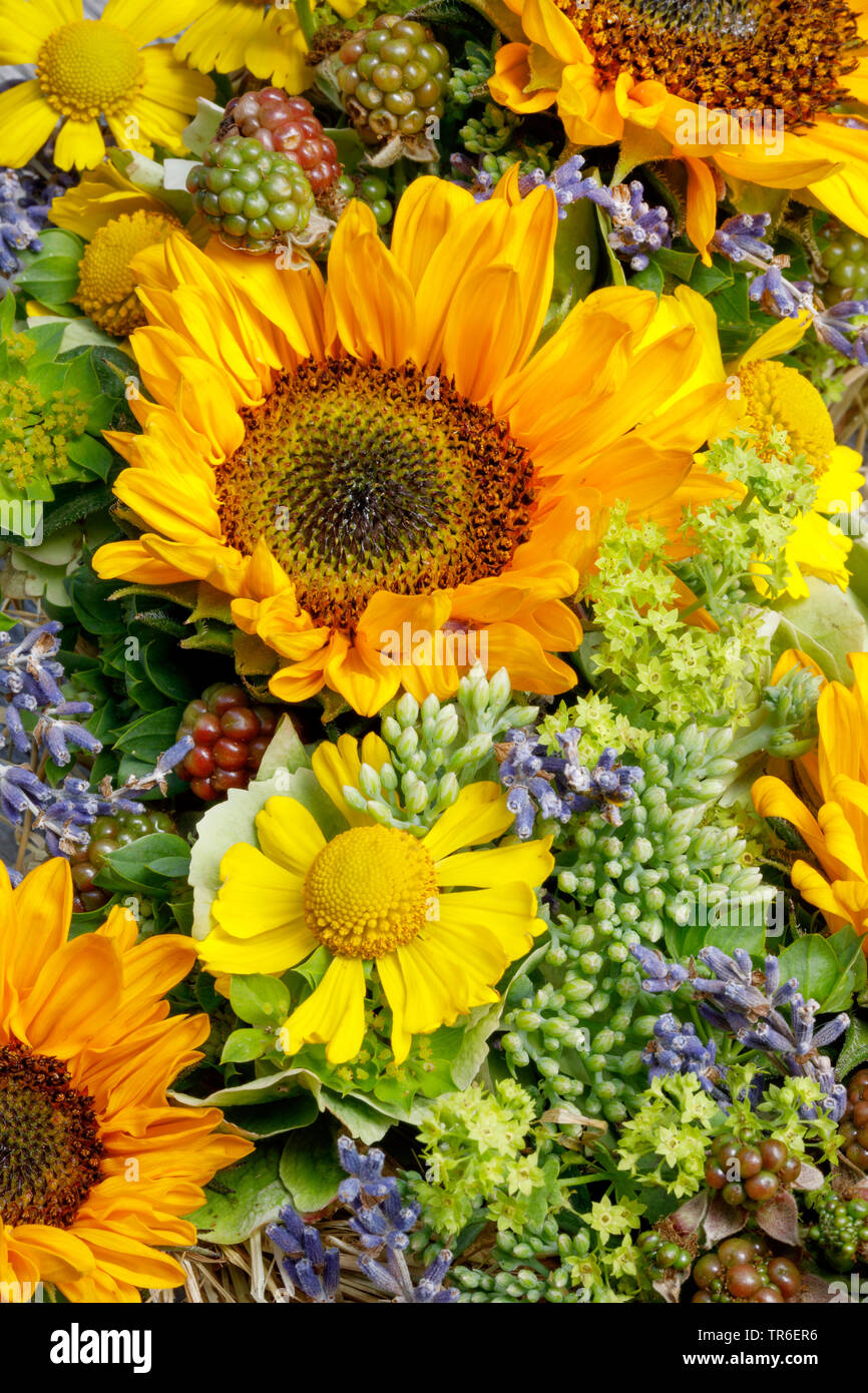 Politique du tournesol (Helianthus annuus), arrangement de fleurs des tournesols Banque D'Images