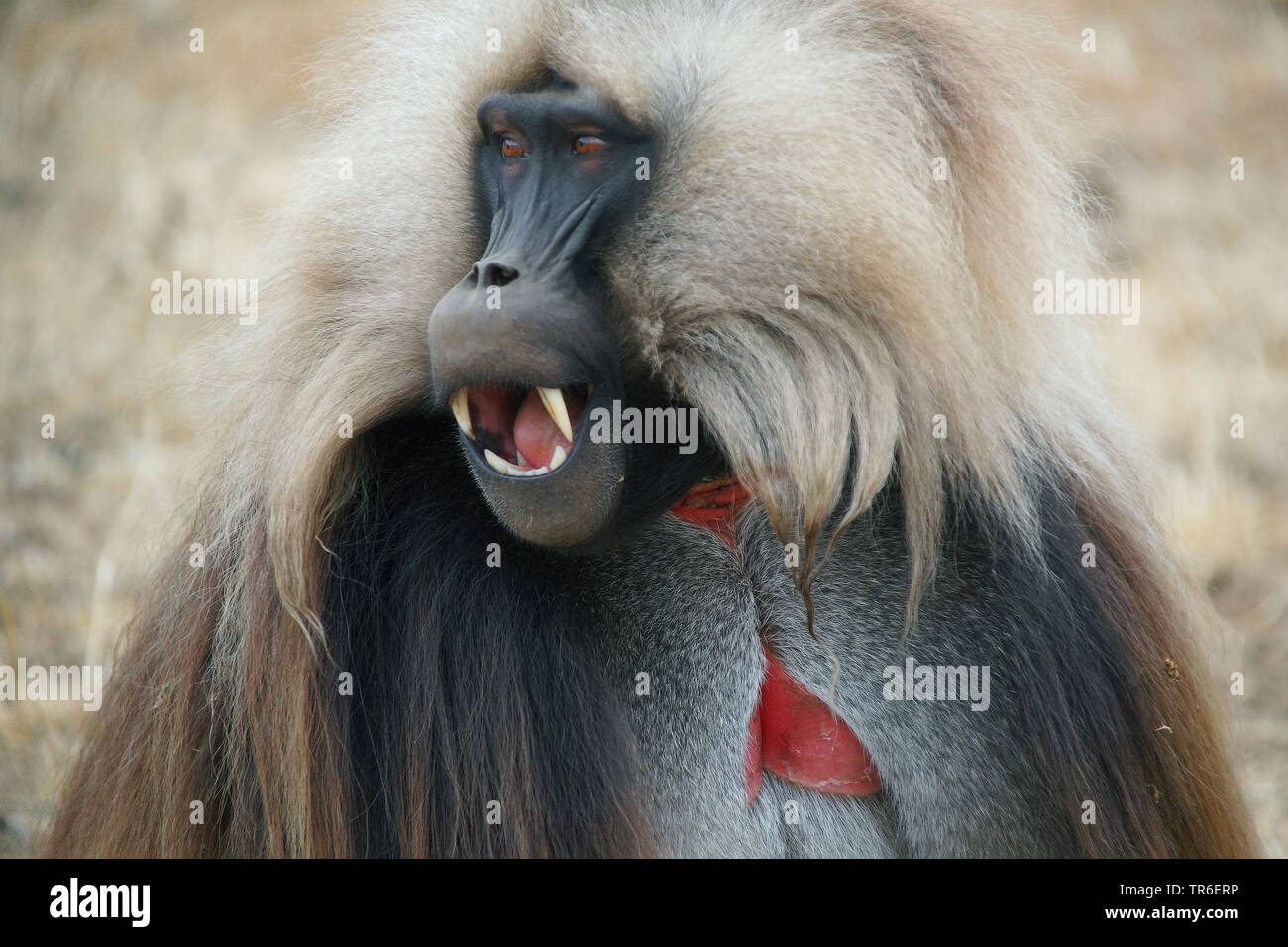 Les babouins gelada, gélada (Theropithecus gelada), portrait avec la bouche ouverte, l'oeil du côté de l'Éthiopie, Banque D'Images