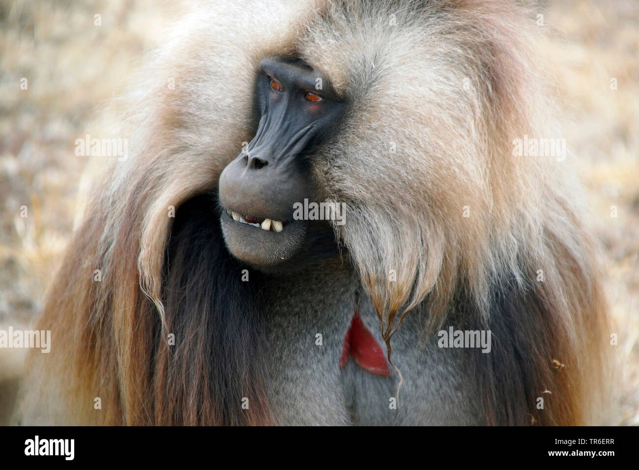 Les babouins gelada, gélada (Theropithecus gelada), portrait, d'oeil du côté, l'Ethiopie Banque D'Images