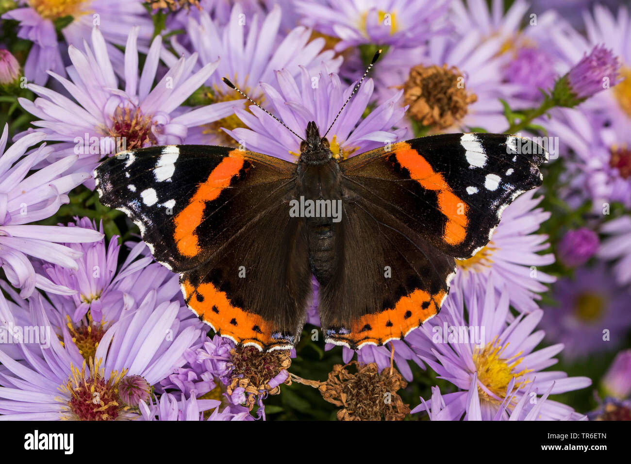 Vulcain (Vanessa atalanta, Pyrameis atalanta), imago sur un Michaelmas daisy, vue de dessus, l'Allemagne, Mecklembourg-Poméranie-Occidentale Banque D'Images