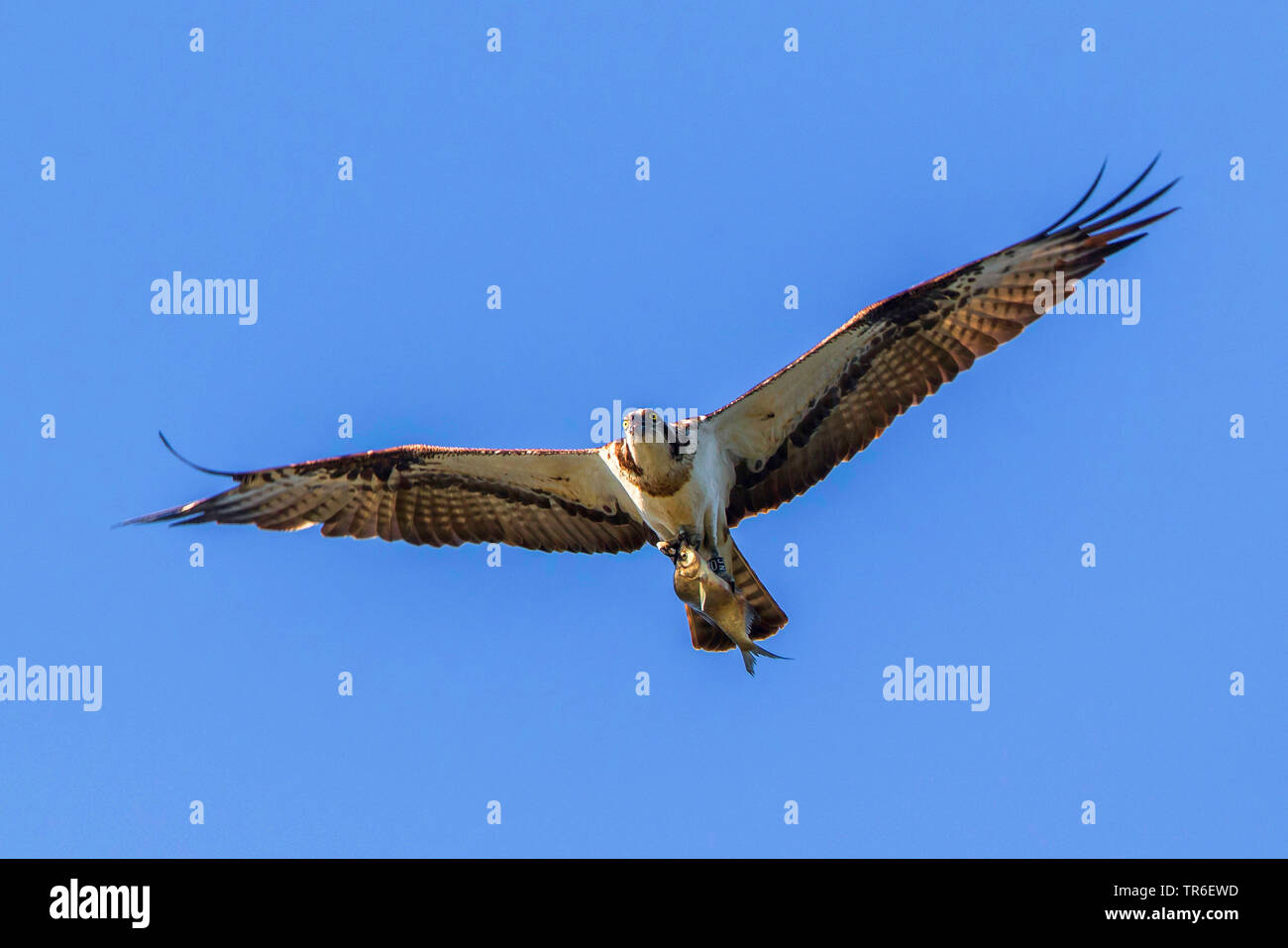 Osprey, le poisson hawk (Pandion haliaetus), battant avec les proies, Allemagne, Mecklembourg-Poméranie-Occidentale Banque D'Images