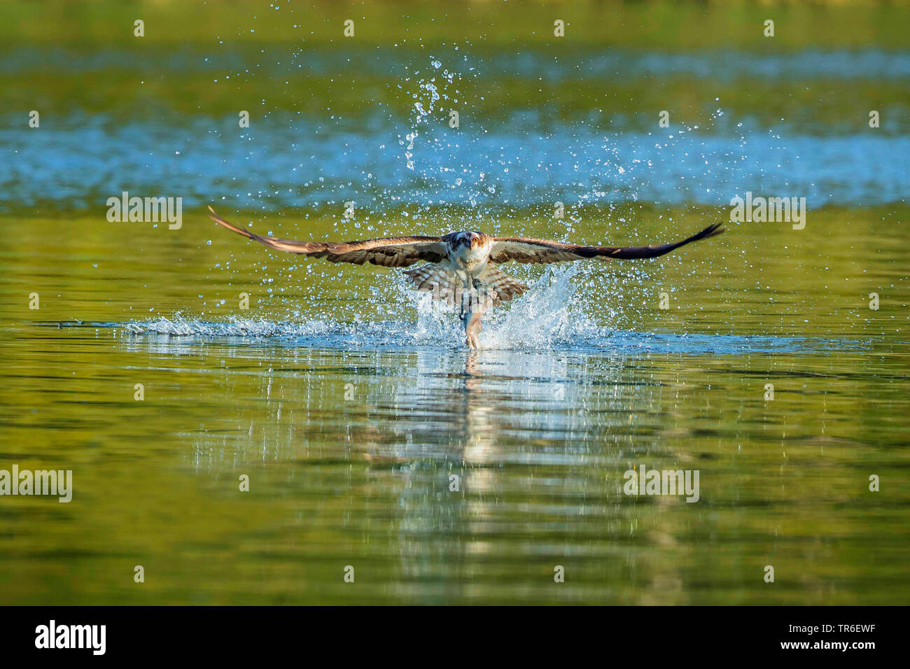Osprey, le poisson hawk (Pandion haliaetus), chasse un poisson, l'Allemagne, de Mecklembourg-Poméranie occidentale, Malchiner Voir Banque D'Images