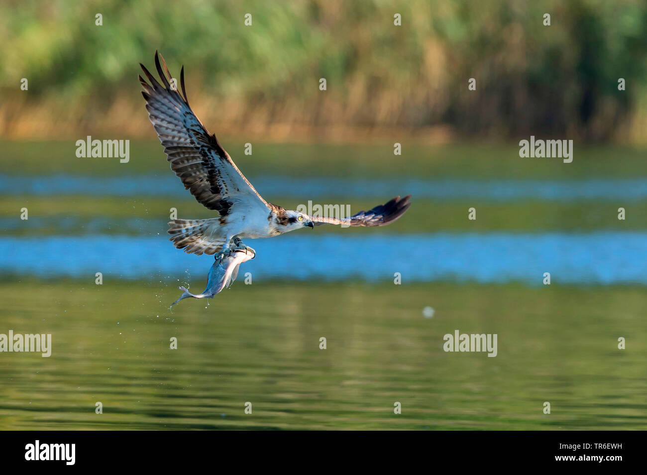 Osprey, le poisson hawk (Pandion haliaetus), avec plus de poisson du lac, l'Allemagne, de Mecklembourg-Poméranie occidentale, Malchiner Voir Banque D'Images