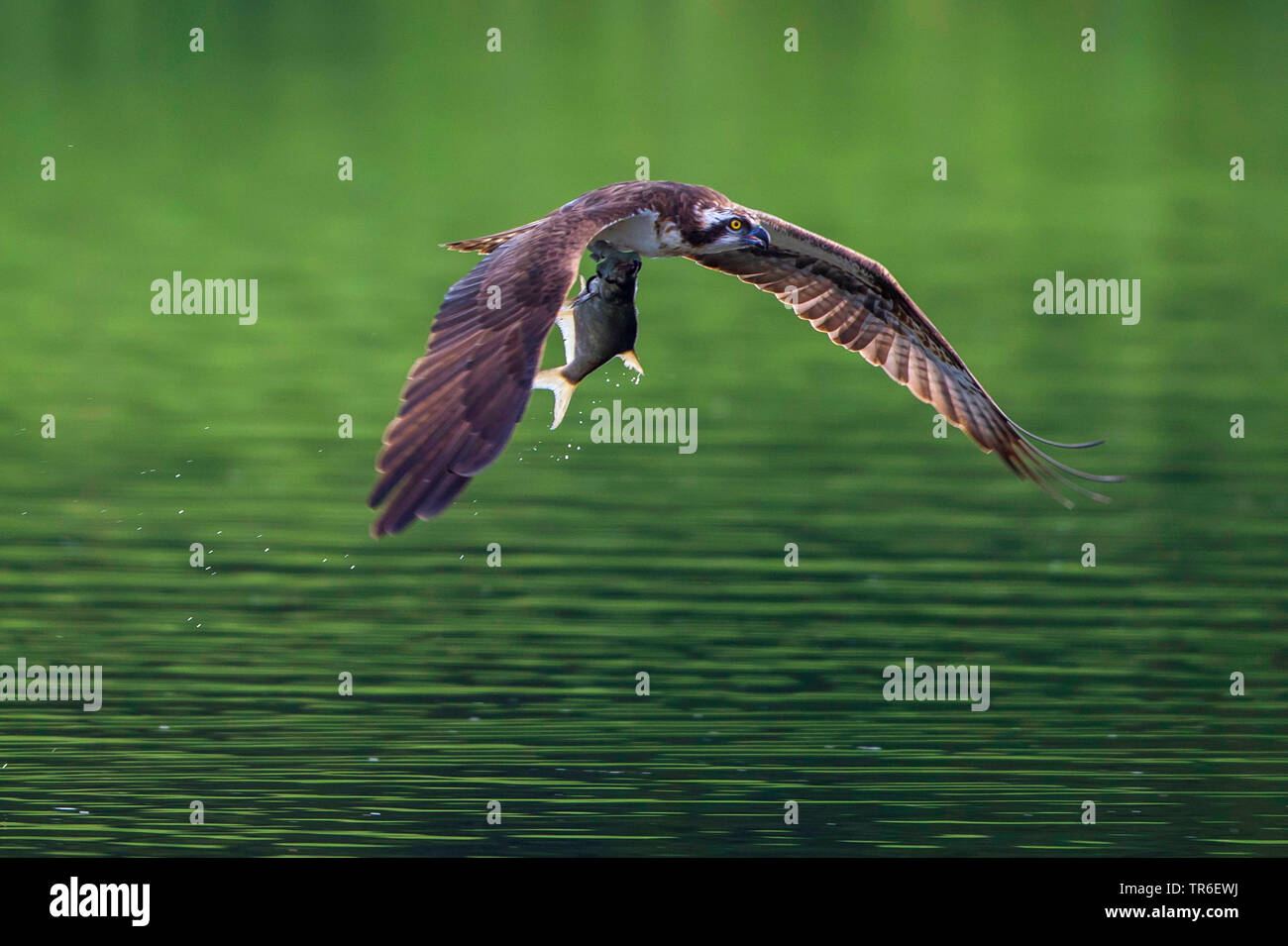 Osprey, le poisson hawk (Pandion haliaetus), avec plus de poisson du lac, l'Allemagne, de Mecklembourg-Poméranie occidentale, Malchiner Voir Banque D'Images