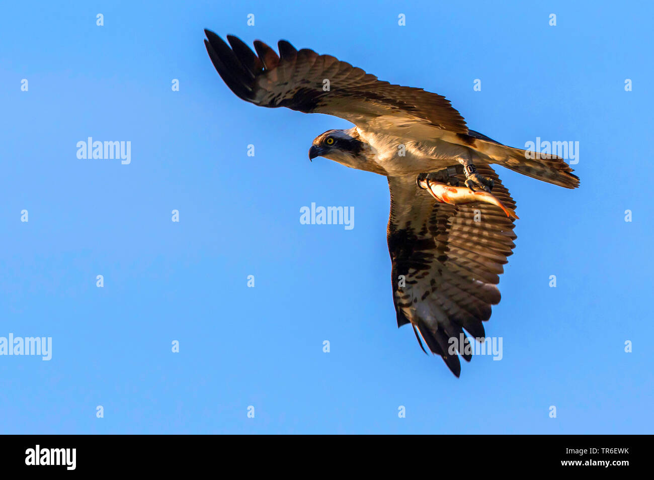 Osprey, le poisson hawk (Pandion haliaetus), avec l'Allemagne, le poisson pêché, Mecklembourg-Poméranie-Occidentale, Malchiner Voir Banque D'Images