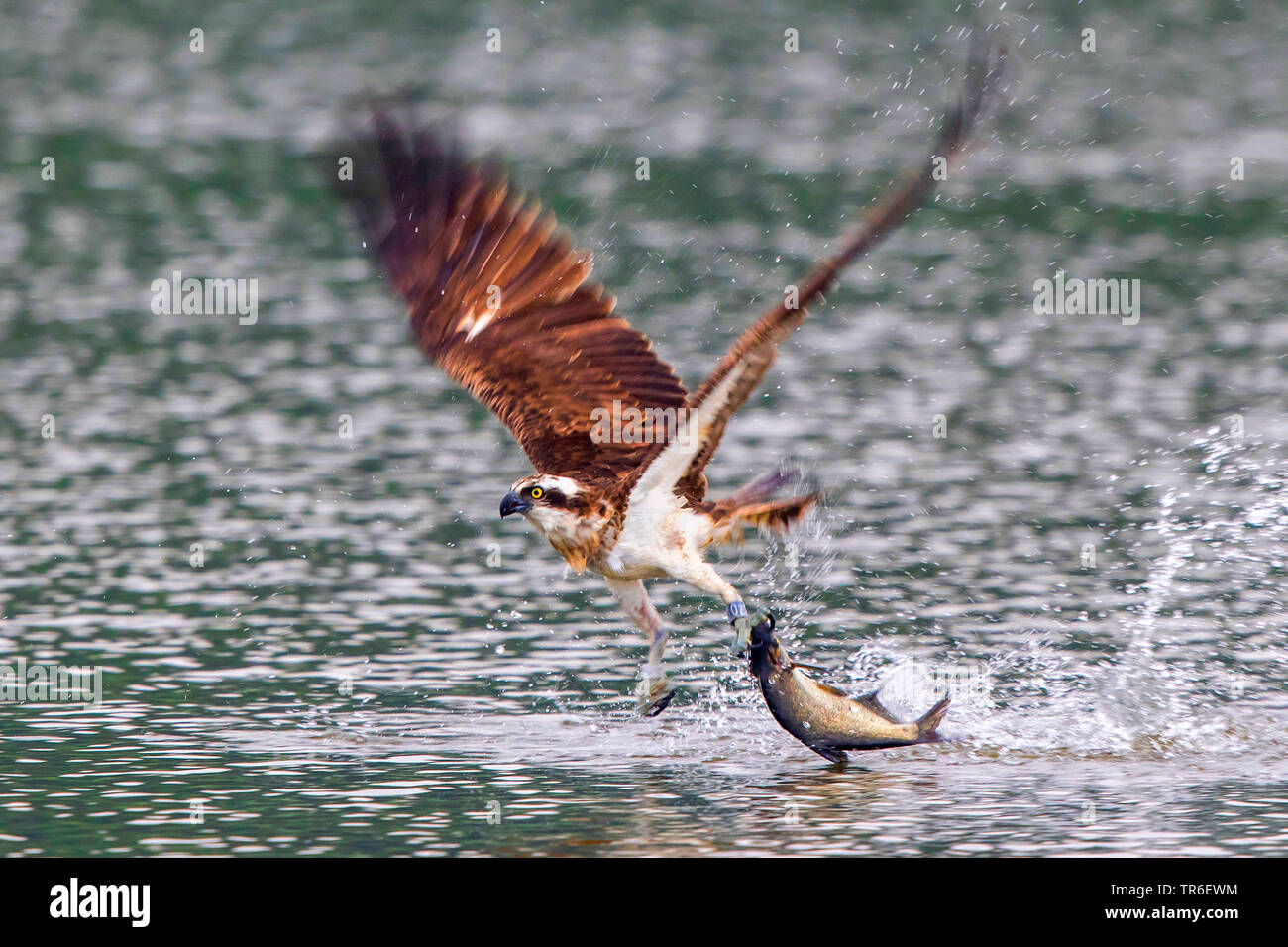 Osprey, le poisson hawk (Pandion haliaetus), chasse un poisson, l'Allemagne, de Mecklembourg-Poméranie occidentale, Malchiner Voir Banque D'Images