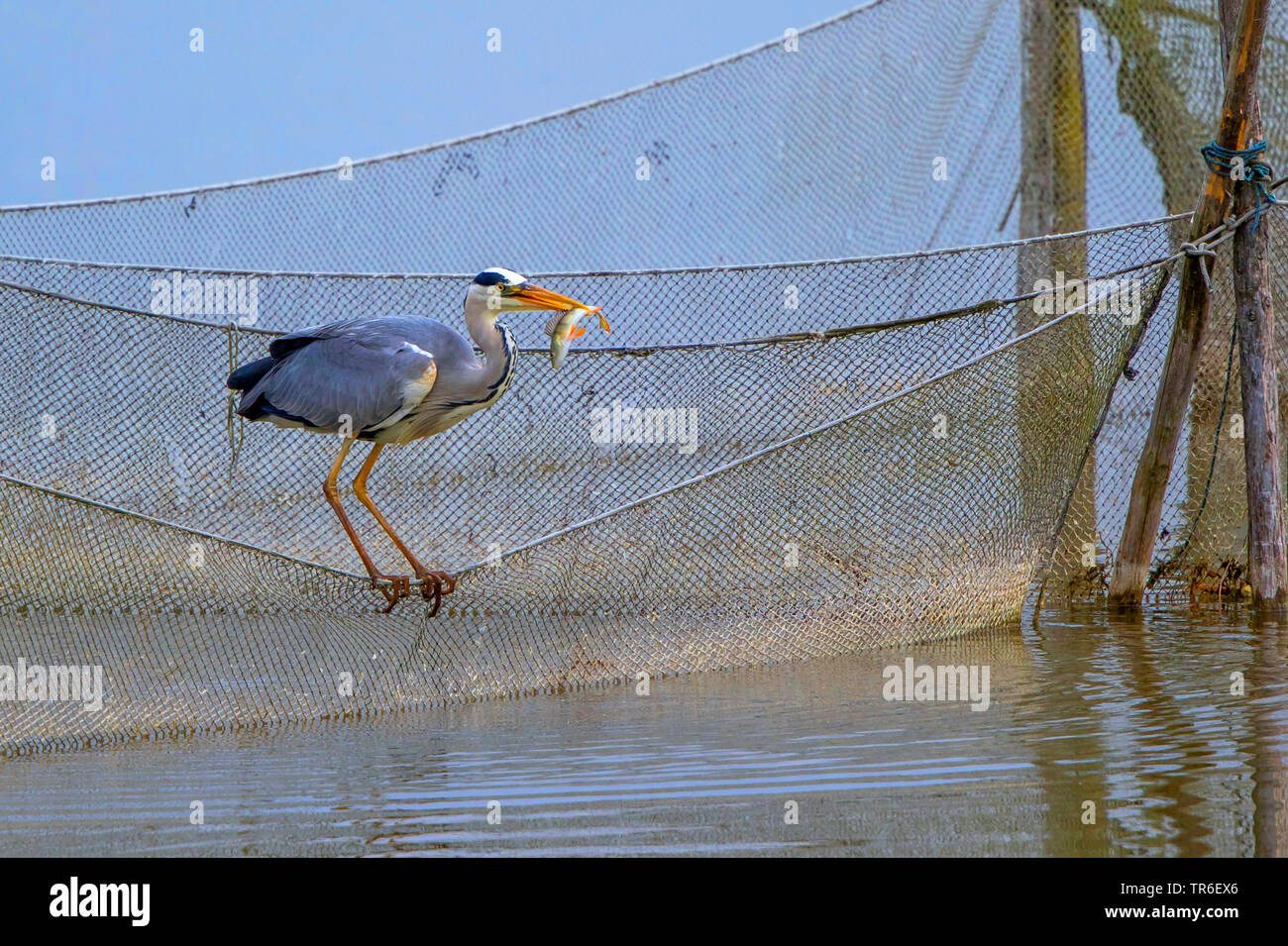 Héron cendré (Ardea cinerea), la pêche dans un filet de pêche, de l'Allemagne, Mecklembourg-Poméranie-Occidentale Banque D'Images