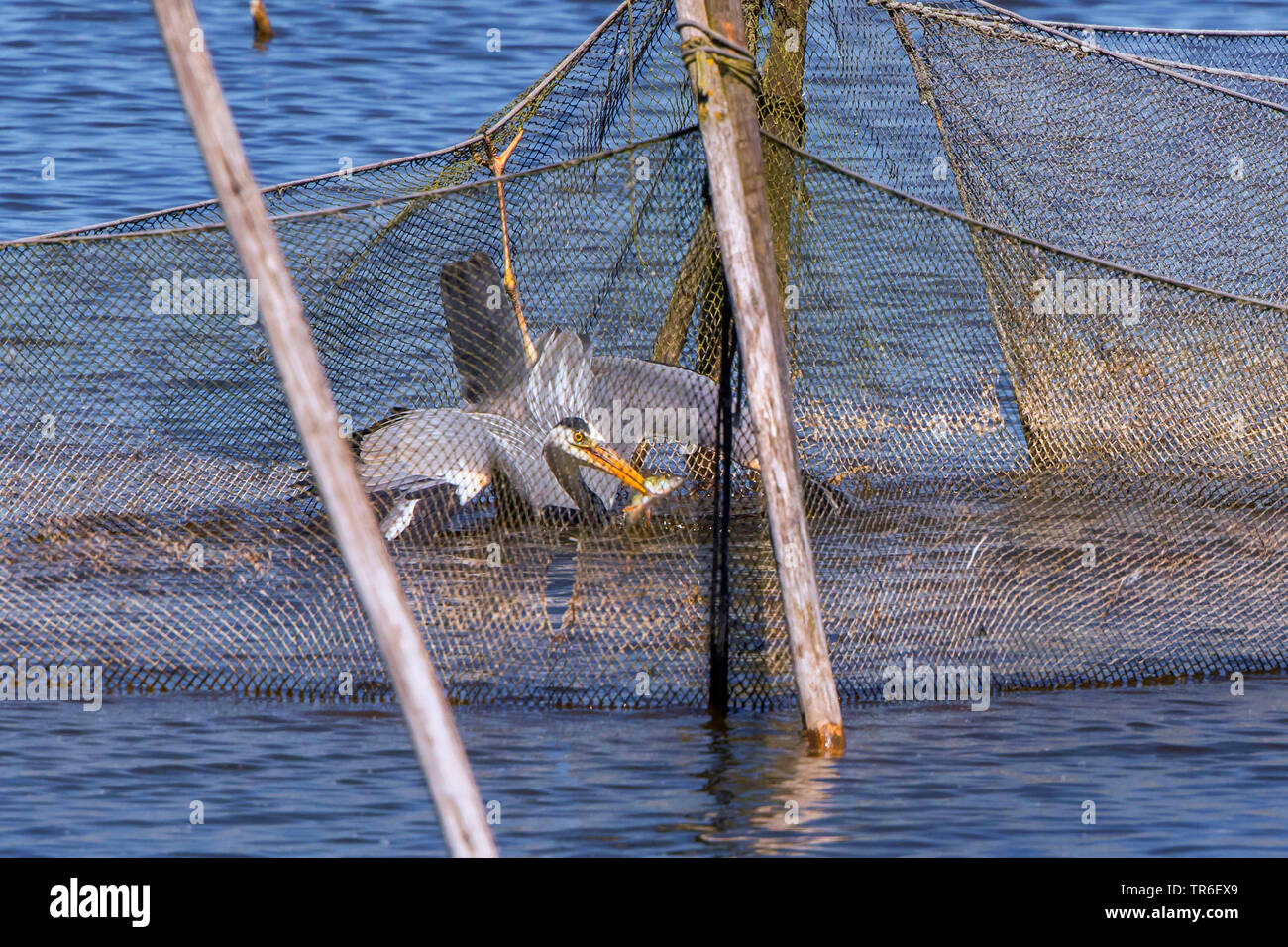 Héron cendré (Ardea cinerea), la pêche dans un filet de pêche, de l'Allemagne, Mecklembourg-Poméranie-Occidentale Banque D'Images