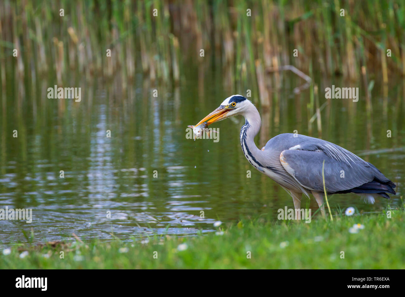 Héron cendré (Ardea cinerea), par l'eau avec pêché sombre dans le projet de loi, vue de côté, l'Allemagne, Mecklembourg-Poméranie-Occidentale Banque D'Images