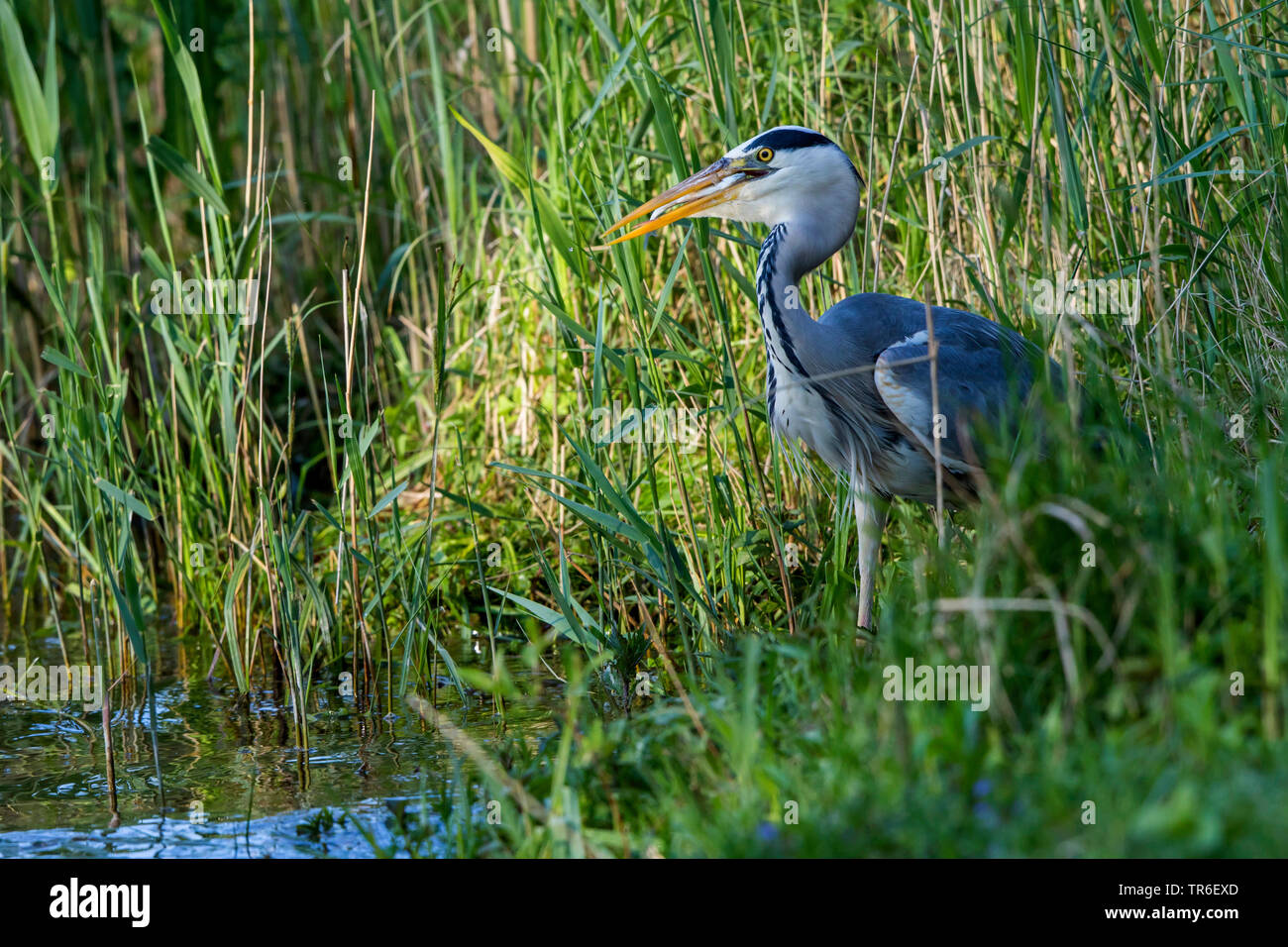 Héron cendré (Ardea cinerea), debout dans l'amoncellement et reed un sombre, vue de côté, l'Allemagne, Mecklembourg-Poméranie-Occidentale Banque D'Images