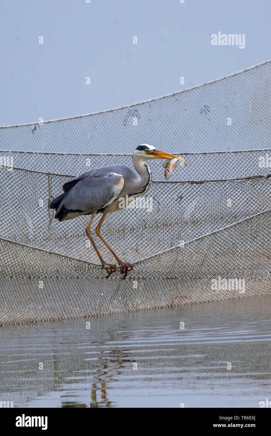 Héron cendré (Ardea cinerea), la pêche dans un filet de pêche, de l'Allemagne, Mecklembourg-Poméranie-Occidentale Banque D'Images