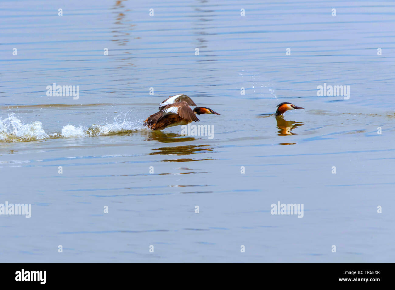 Grèbe huppé (Podiceps cristatus), volant au-dessus de l'eau, l'Allemagne, de Mecklembourg-Poméranie occidentale, Malchiner Voir Banque D'Images