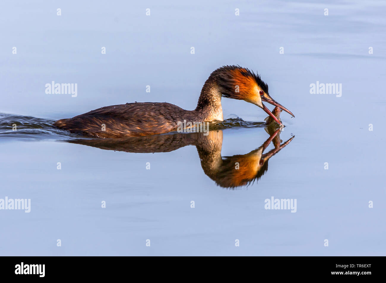 Grèbe huppé (Podiceps cristatus), avec l'Allemagne, le poisson pêché, Mecklembourg-Poméranie-Occidentale, Malchiner Voir Banque D'Images