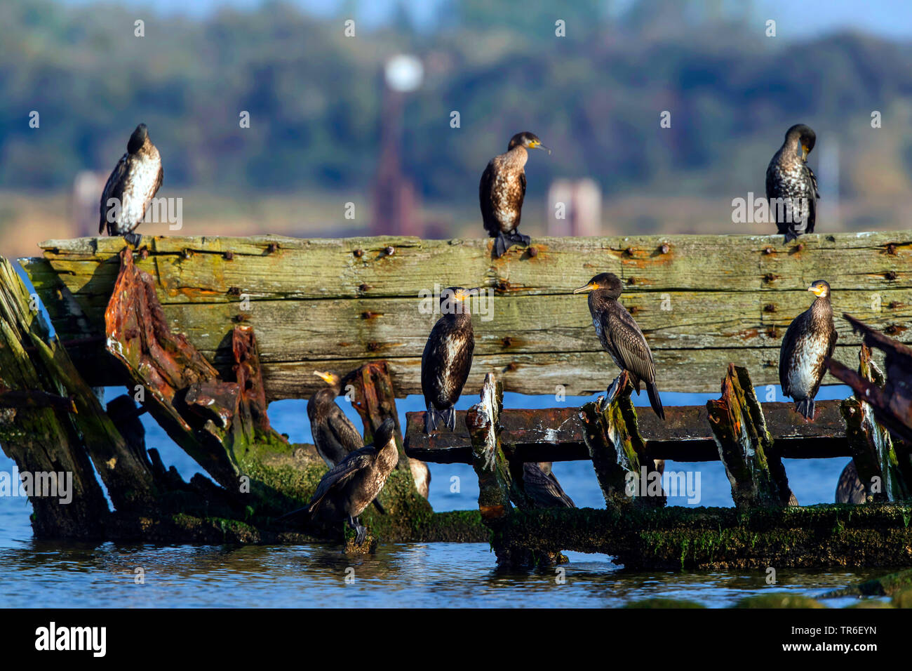 Grand Cormoran (Phalacrocorax carbo), un groupe d'une épave, l'Allemagne, Mecklembourg-Poméranie-Occidentale Banque D'Images