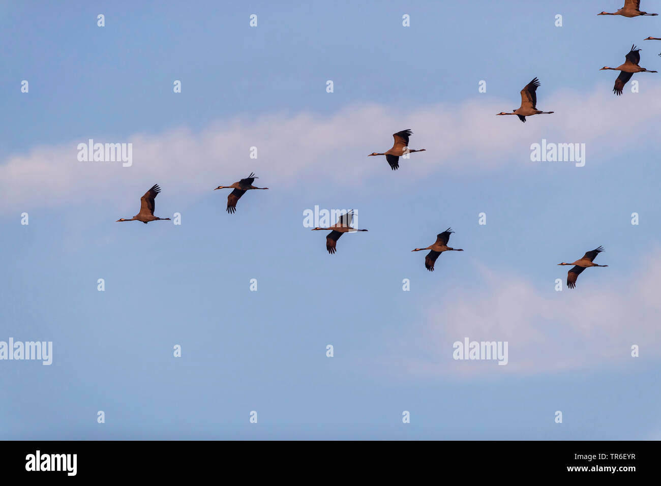 Grue cendrée grue eurasienne, (Grus grus), vol en formation dans le ciel, vue de dessous, en Allemagne, en Mecklembourg-Poméranie-Occidentale Banque D'Images