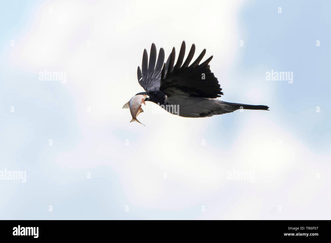 Hooded crow (Corvus corone cornix, Corvus cornix), battant le poisson avec dans son bec, l'Allemagne, Mecklembourg-Poméranie-Occidentale Banque D'Images