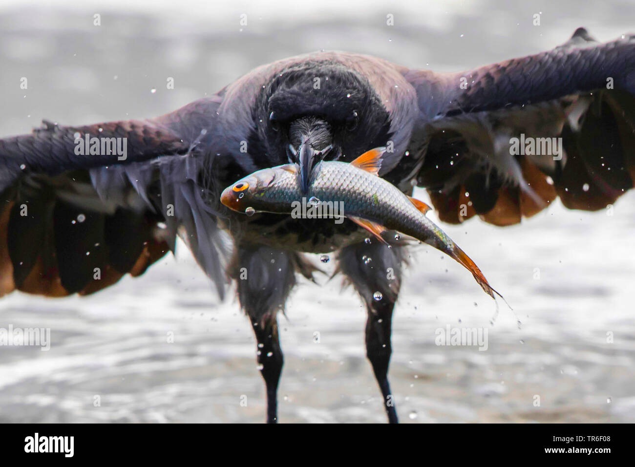 Hooded crow (Corvus corone cornix, Corvus cornix), poisson avec dans son bec, l'Allemagne, Mecklembourg-Poméranie-Occidentale Banque D'Images
