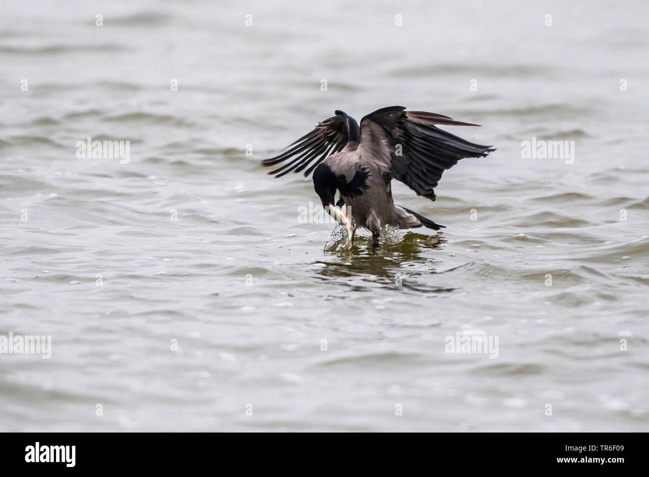 Hooded crow (Corvus corone cornix, Corvus cornix), poisson avec dans son bec, l'Allemagne, Mecklembourg-Poméranie-Occidentale Banque D'Images