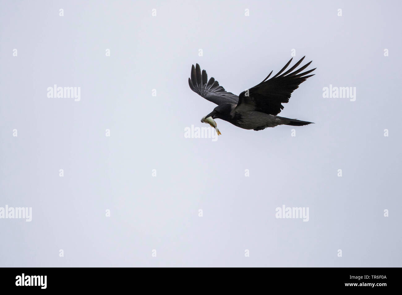 Hooded crow (Corvus corone cornix, Corvus cornix), battant le poisson avec dans son bec, l'Allemagne, Mecklembourg-Poméranie-Occidentale Banque D'Images