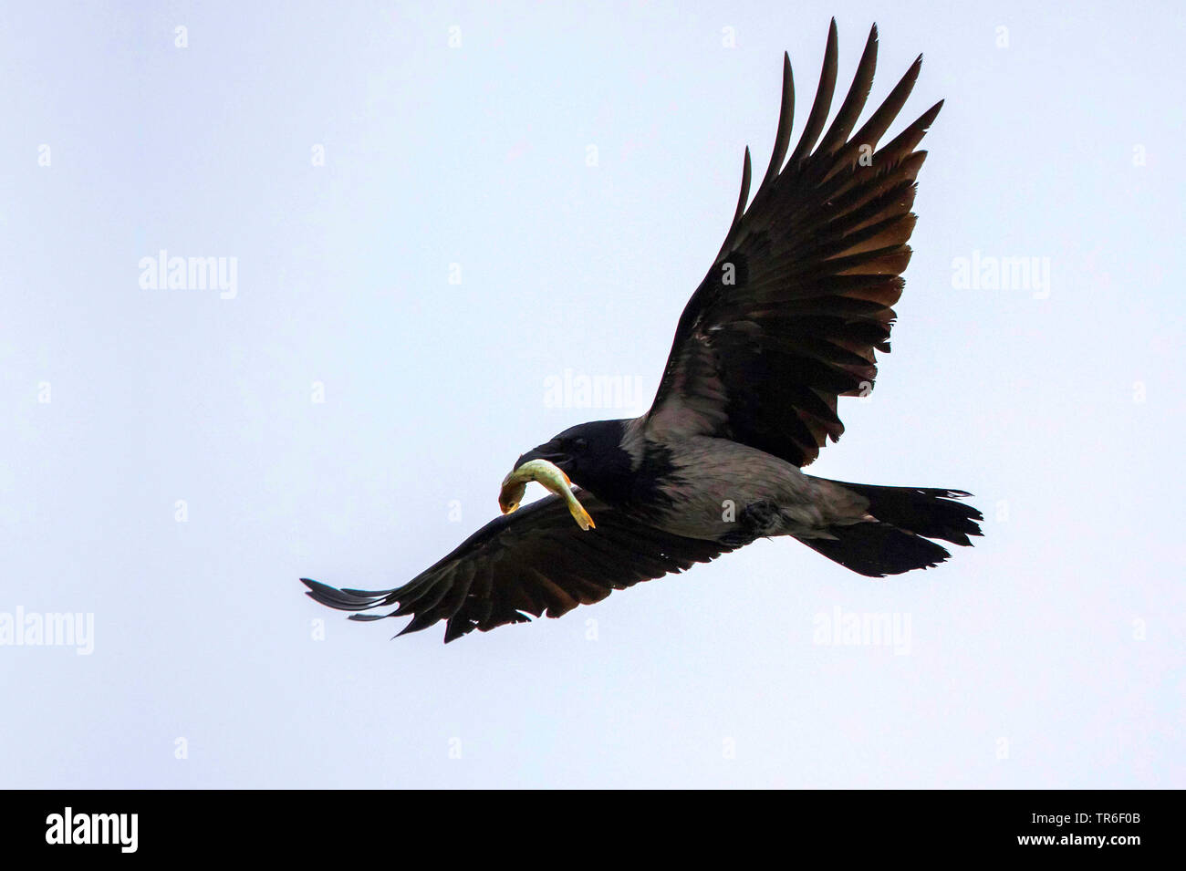 Hooded crow (Corvus corone cornix, Corvus cornix), battant le poisson avec dans son bec, l'Allemagne, Mecklembourg-Poméranie-Occidentale Banque D'Images