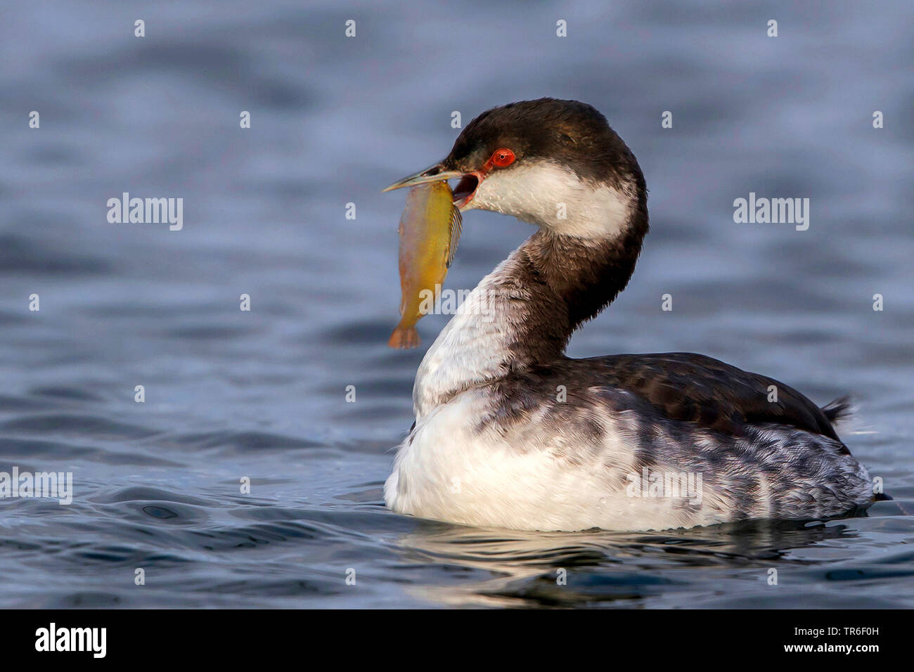 Quantite grebe (Podiceps auritus), avec l'Allemagne, le poisson pêché, Mecklembourg-Poméranie-Occidentale Banque D'Images