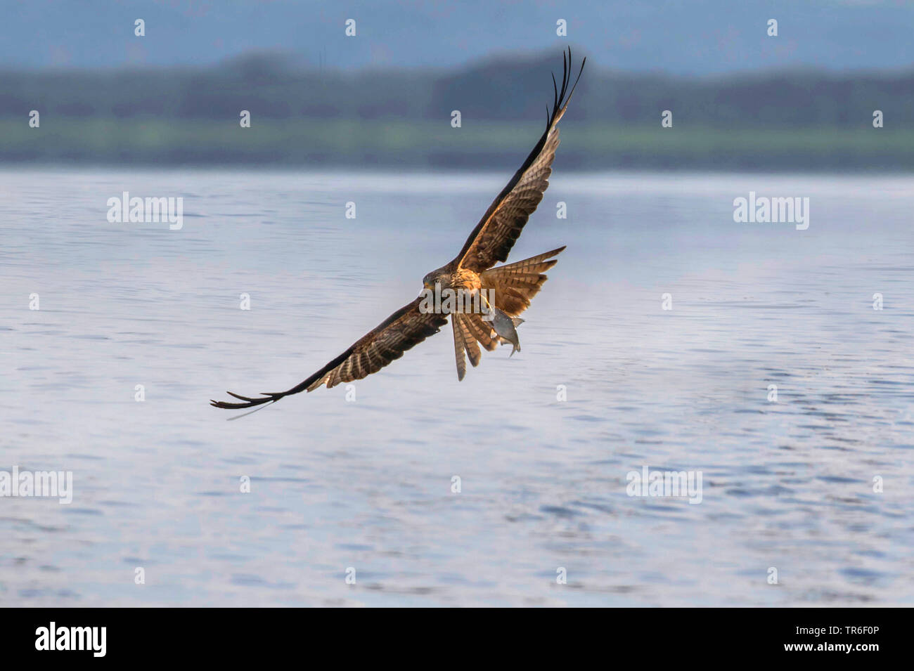 Le milan royal (Milvus milvus), battant le poisson avec dans son bec, l'Allemagne, Mecklembourg-Poméranie-Occidentale Banque D'Images