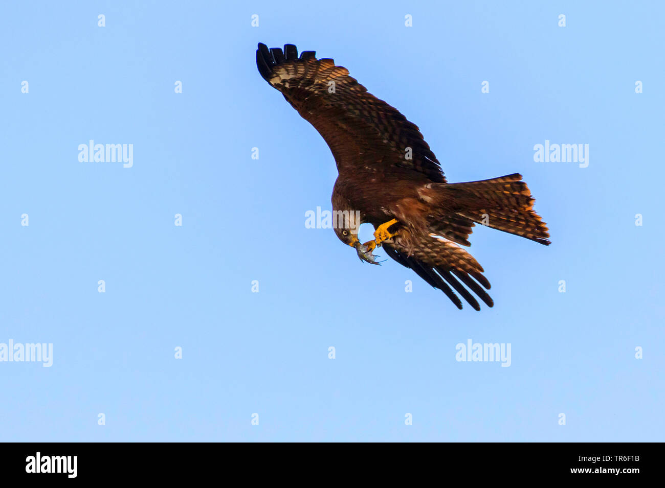 Milan noir, jaune-billed kite (Milvus migrans), l'alimentation du poisson proie en vol , Allemagne Banque D'Images