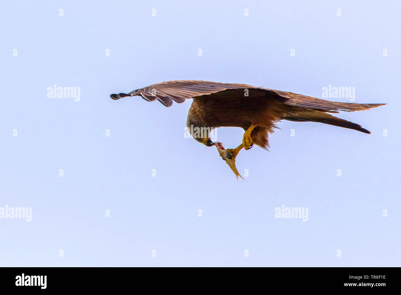 Milan noir, jaune-billed kite (Milvus migrans), l'alimentation du poisson proie en vol , Allemagne Banque D'Images