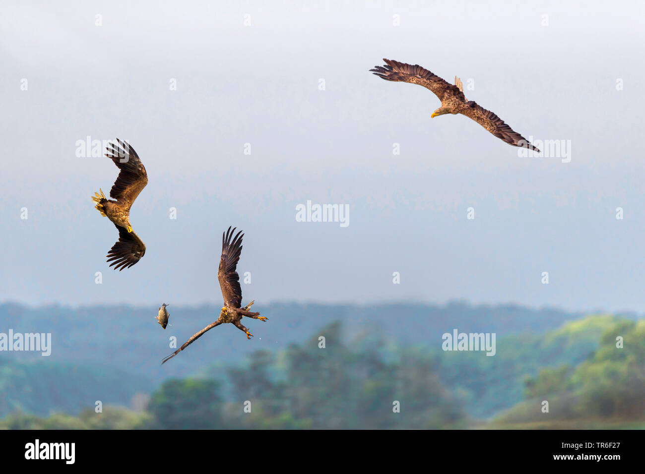 Pygargue à queue blanche (Haliaeetus albicilla), trois aigles de mer vol luttant pour un poisson, l'Allemagne, Mecklembourg-Poméranie-Occidentale Banque D'Images