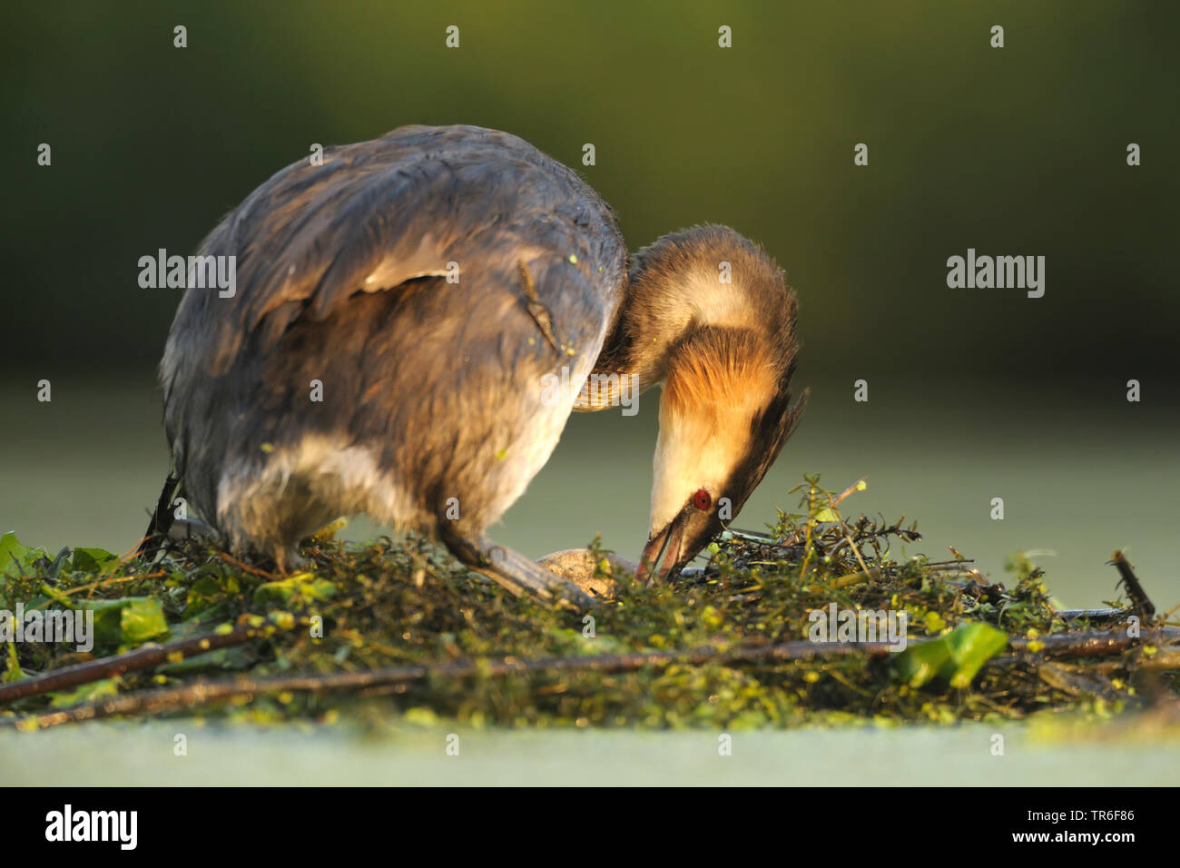 Grèbe huppé (Podiceps cristatus), debout en plumage nuptial sur un nid avec un oeuf, side view, Allemagne Banque D'Images