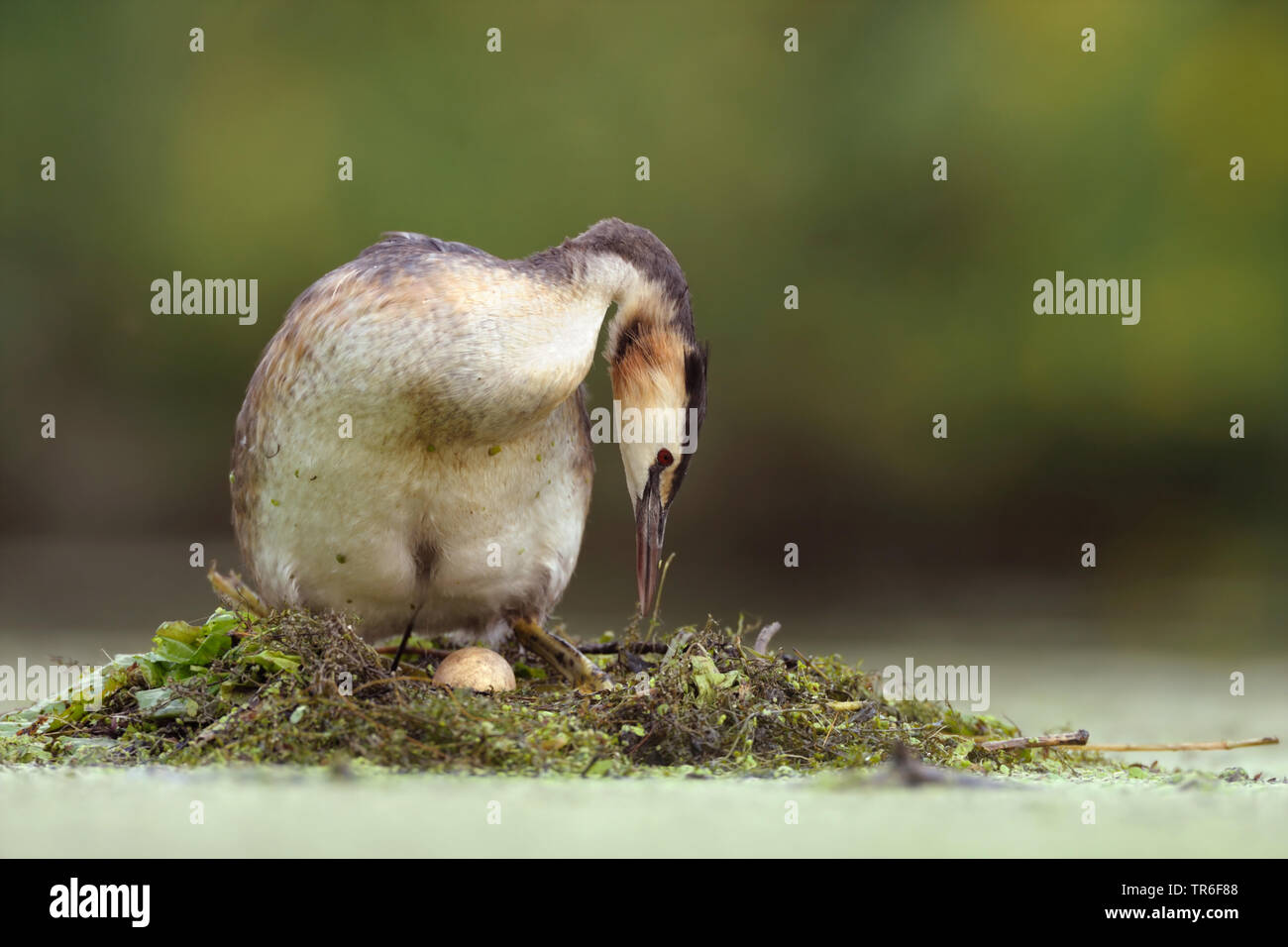 Grèbe huppé (Podiceps cristatus), debout en plumage nuptial sur un nid avec un oeuf, Allemagne Banque D'Images
