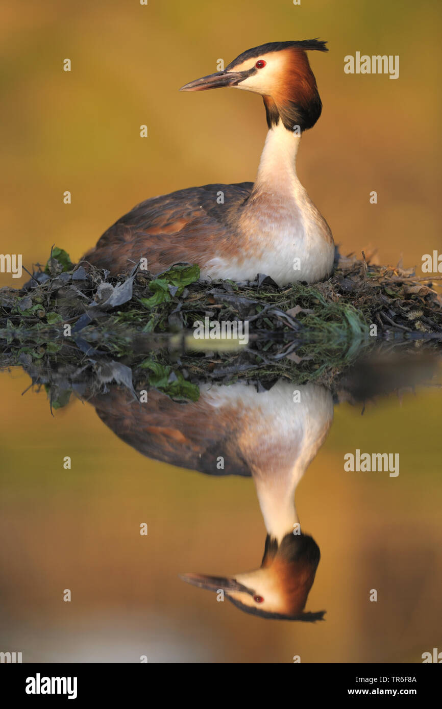 Grèbe huppé (Podiceps cristatus), la reproduction en plumage nuptial sur un nid, en miroir, Allemagne Banque D'Images