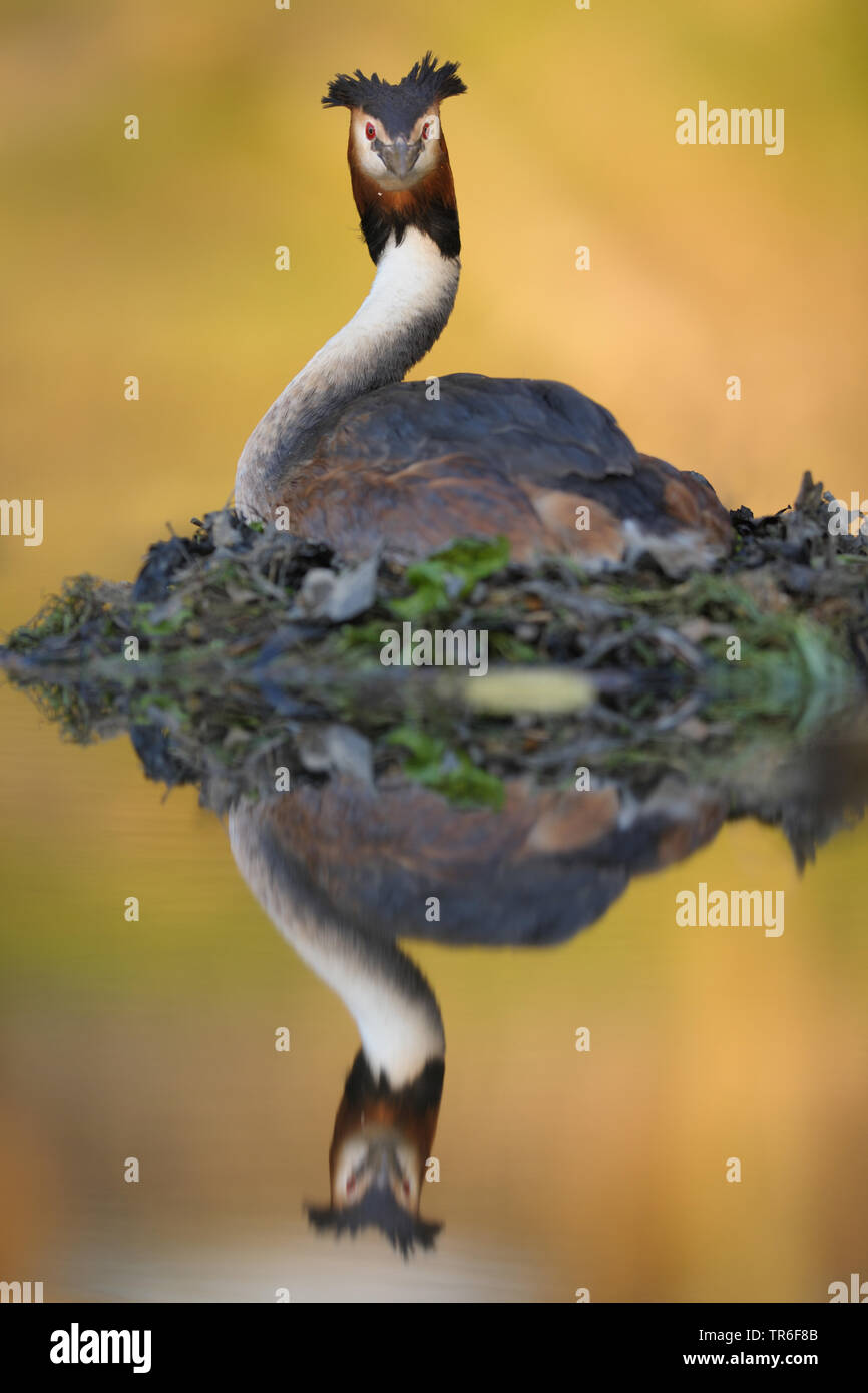 Grèbe huppé (Podiceps cristatus), la reproduction en plumage nuptial sur un nid, en miroir, Allemagne Banque D'Images