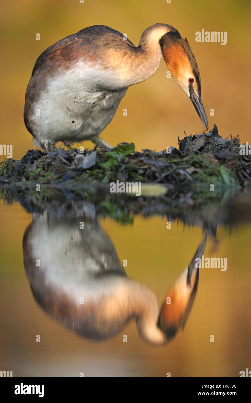 Grèbe huppé (Podiceps cristatus), debout en plumage nuptial sur un nid, en miroir, Allemagne Banque D'Images